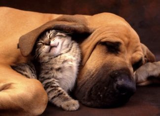 coronavirus cani gatti