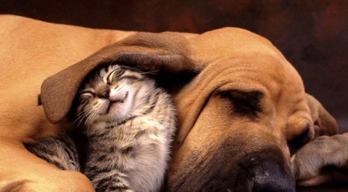 coronavirus cani gatti