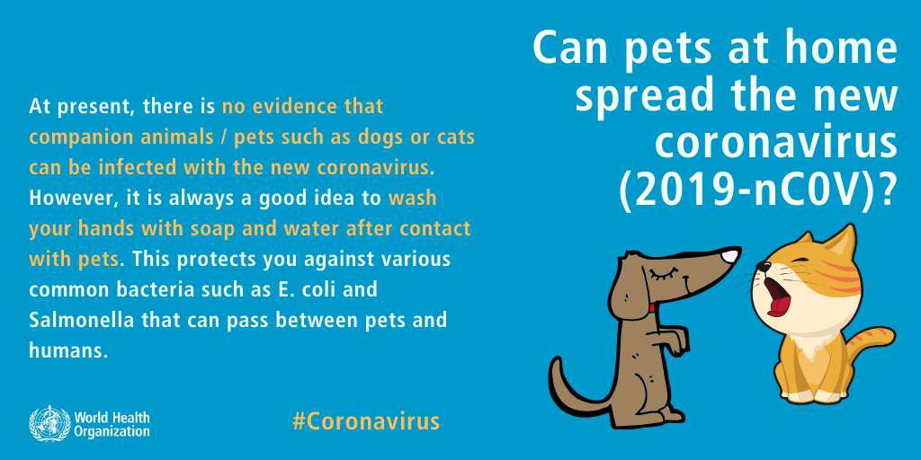 Coronavirus in cani e gatti