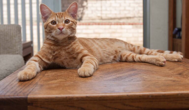 In Gran Bretagna un gatto domestico positivo al Coronavirus