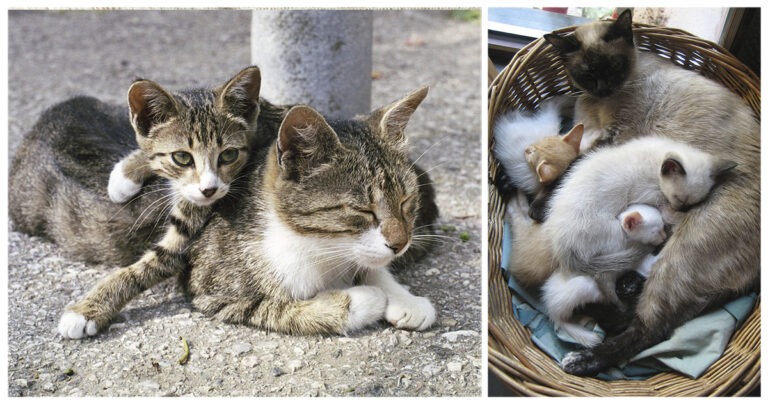 30+ Mamme gatte con i propri cuccioli