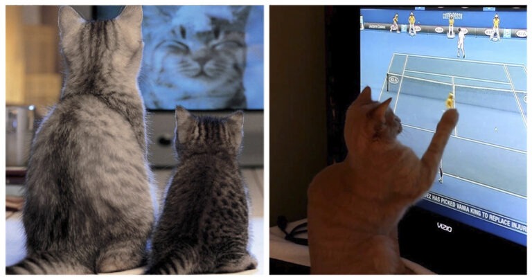 Gatti che guardano la TV: le immagini più belle