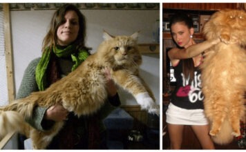 I gatti più grandi del mondo