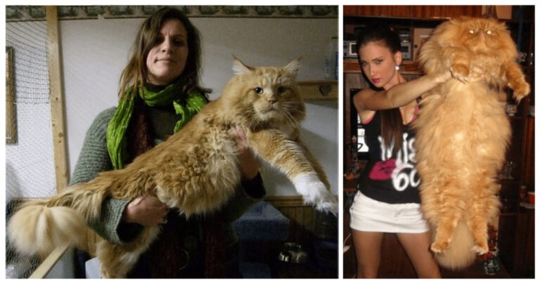 I gatti più grandi del mondo
