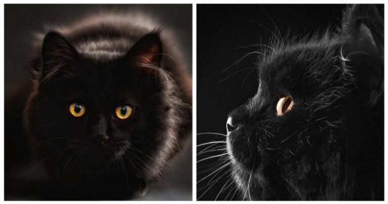 Gatti neri: le 50 immagini più belle di sempre