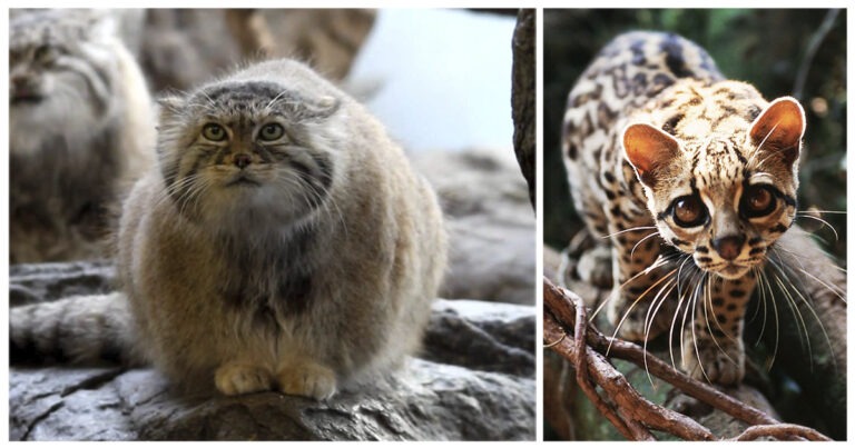 Le 15 razze di gatto più rare e insolite