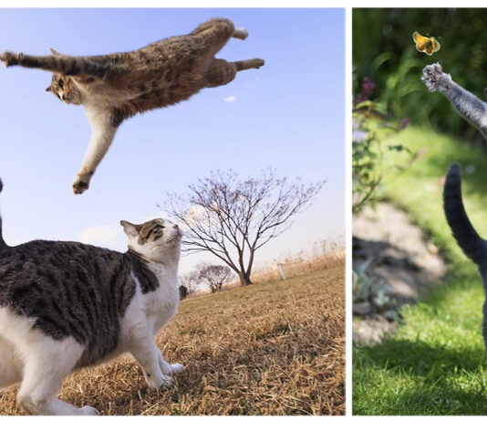 10+ gatti che saltano in modo spettacolare