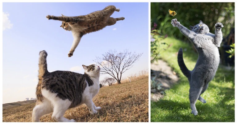 10+ gatti che saltano in modo spettacolare
