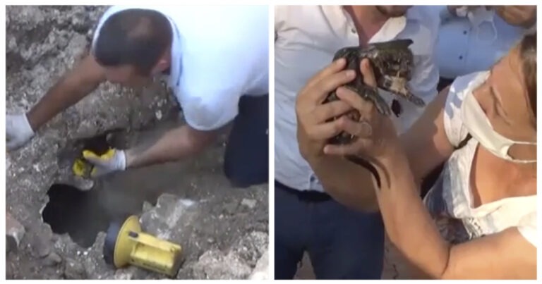 I pompieri sfondano il marciapiede per liberare un gattino rimasto intrappolato per 8 ore