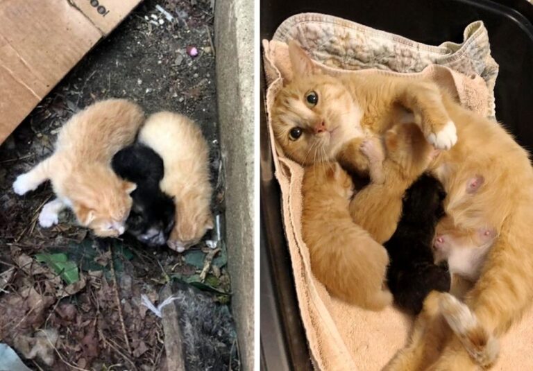 Una gatta di strada corre incontro ai soccorritori che la trovano con i suoi cuccioli