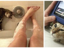 20+ gatti che non rispettano la privacy