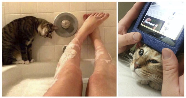 20+ gatti che non rispettano la privacy