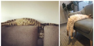 gatti che si allungano