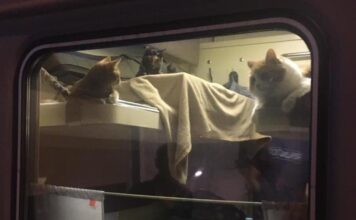 Un uomo affitta l’intero scompartimento di un treno per portare i suoi gatti in vacanza