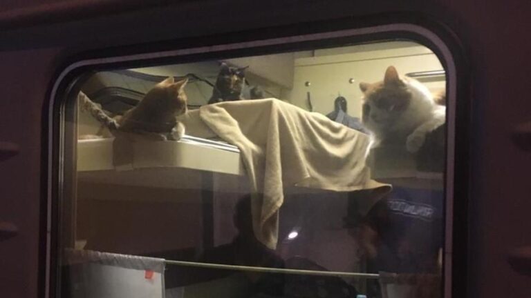 Un uomo affitta l’intero scompartimento di un treno per portare i suoi gatti in vacanza