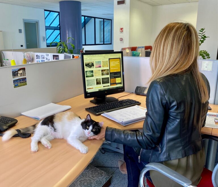 Il Comune di Rozzano “assume” due gattini, oggi sono delle web star