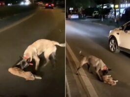 cane cerca di rianimare gatto investito