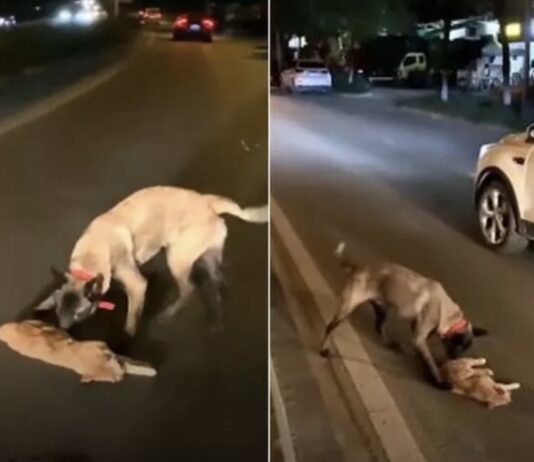 cane cerca di rianimare gatto investito