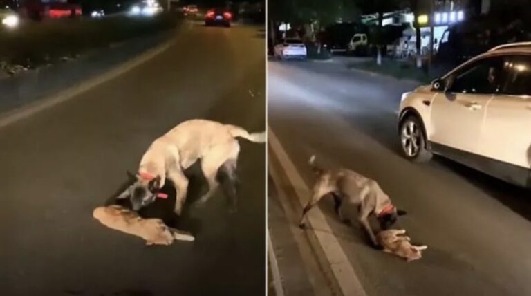 cane cerca di rianimare gatto investito
