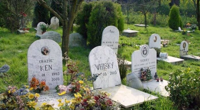 cimitero-animali