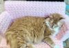 divanetto-gatto-uncinetto
