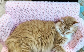 Idee per una nuova cuccia? Esistono poltrone e divani all’uncinetto per gatti divanetto-gatto-uncinetto