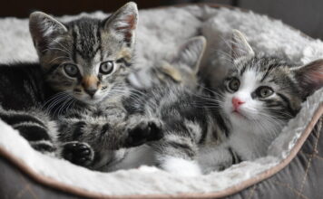 Adottare un gatto migliora il lockdown e porta gioia in famiglia gattini-lockdown