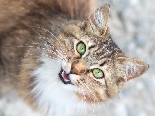 MeowTalk: arriva l’app per “tradurre” i miagolii del tuo gatto