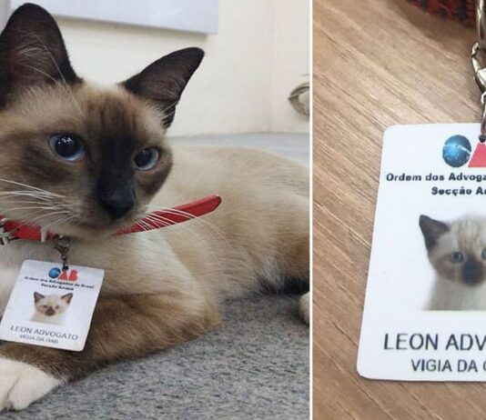 gatto-avvocato-brasile