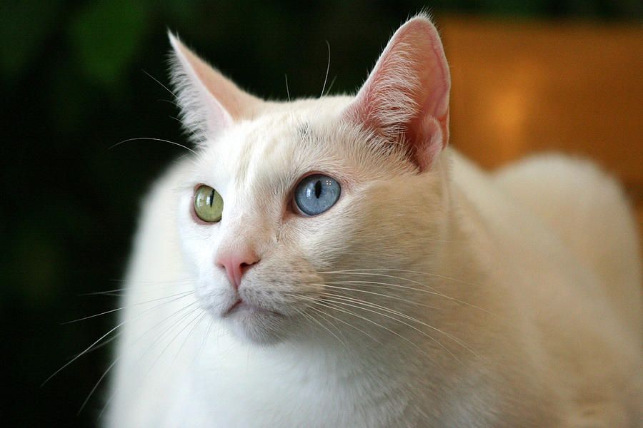 gatto-bianco-sordo