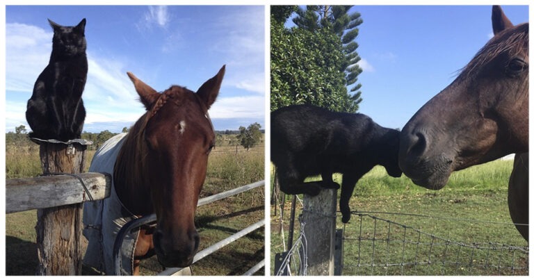 Champy e Morris: un cavallo e un gatto sono amici inseparabili da 7 anni