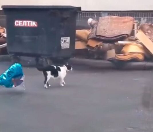 gatto-innamorato-palloncino