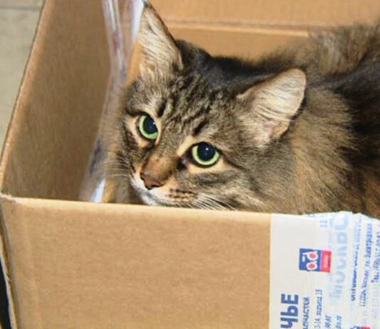gatto-salva-neonato-abbandonato