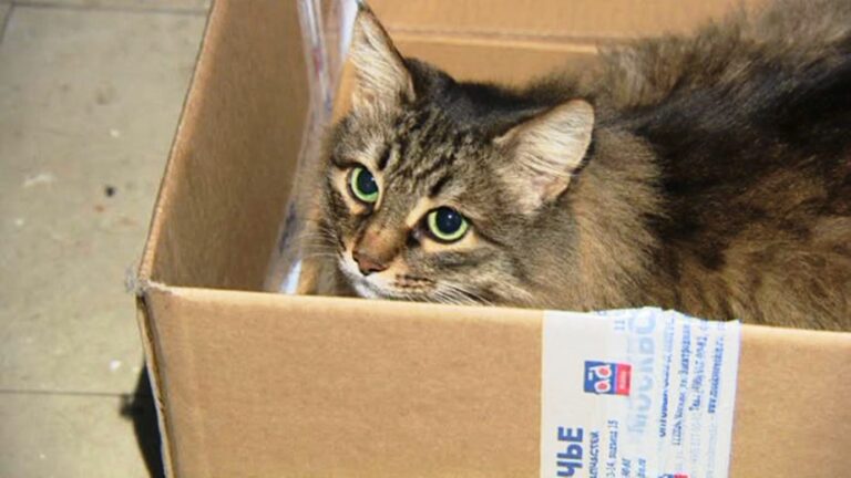 gatto-salva-neonato-abbandonato
