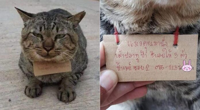 gatto-thailandia-scontrino