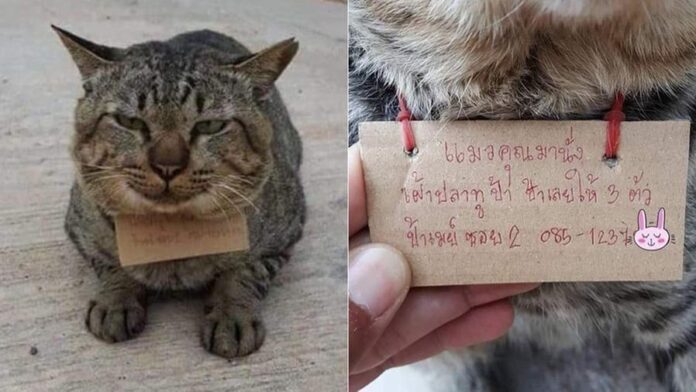 gatto-thailandia-scontrino