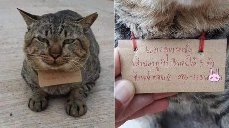 gatto-thailandia-scontrino