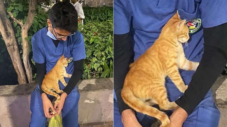 Una gattina consola un infermiere stremato dai turni per il Covid-19