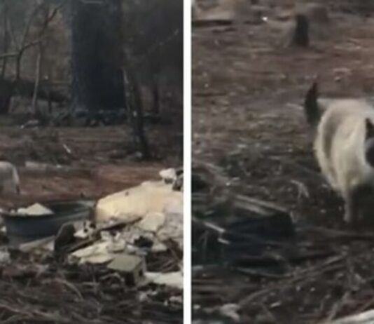 timber-gatta-incendio