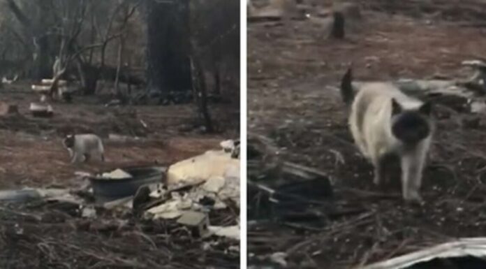timber-gatta-incendio