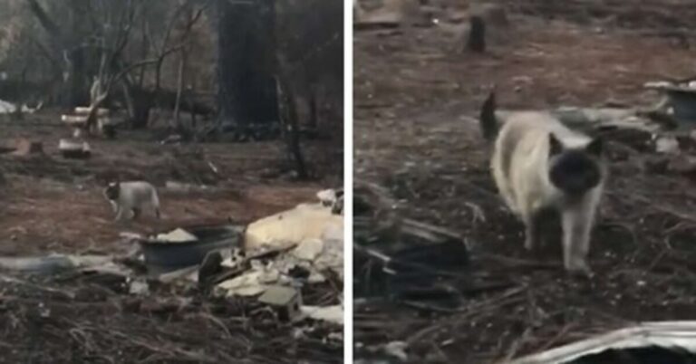 timber-gatta-incendio