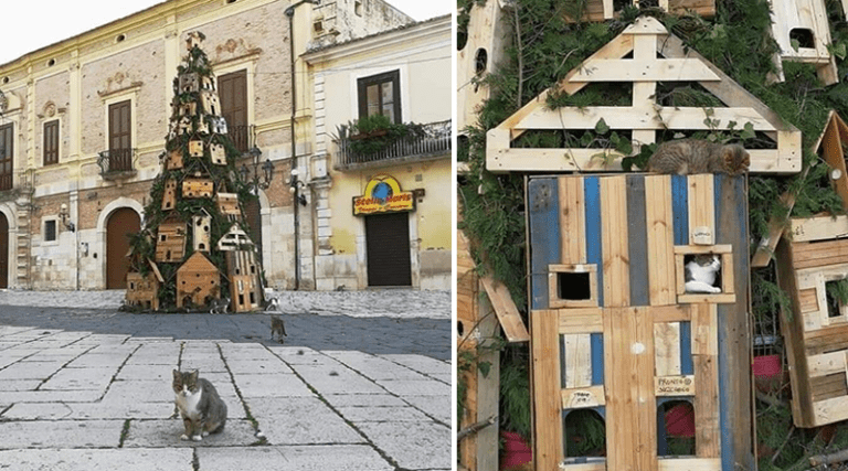 Lucera: l’albero di Natale della città è fatto di cucce per gatti randagi