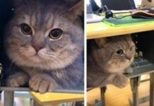 Cina: il gatto Ba Dun non vuole stare da solo, va all’università con la sua umana ba-dun-gatto