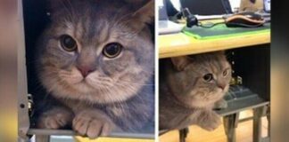 ba-dun-gatto