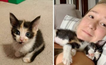 Florida: Volontaria intraprende un lungo viaggio per adottare la sua gattina