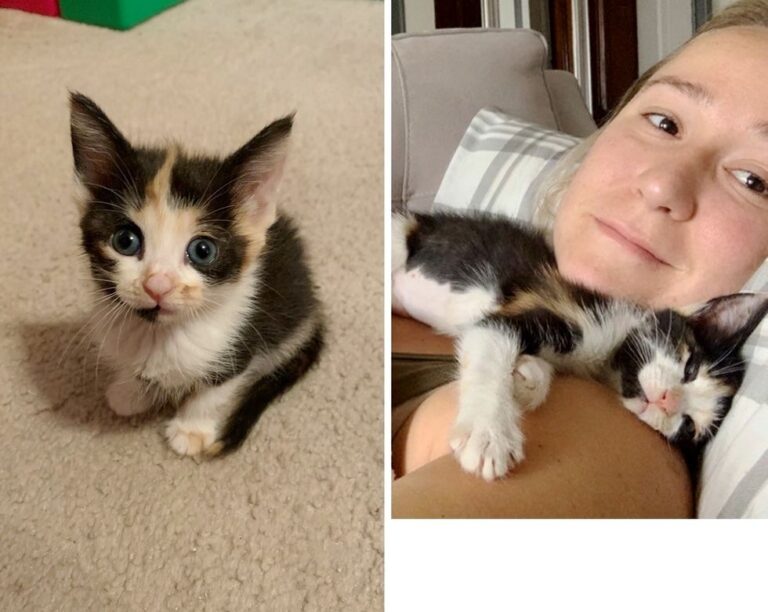 Florida: Volontaria intraprende un lungo viaggio per adottare la sua gattina