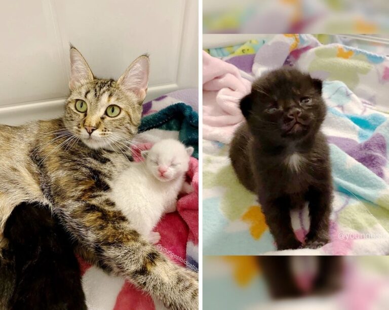 Gatta randagia incinta trova una casa per sè e per i suoi cuccioli