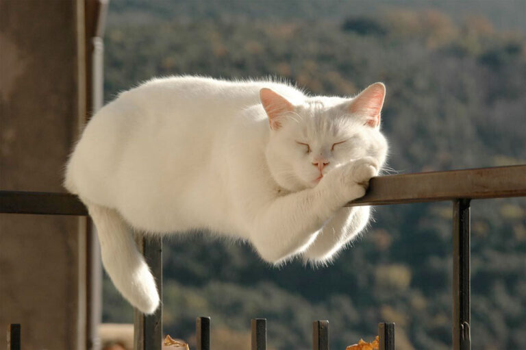 gatti leggi gravità copertina