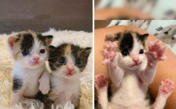 Gattini appena nati vengono salvati insieme, oggi sono inseparabili