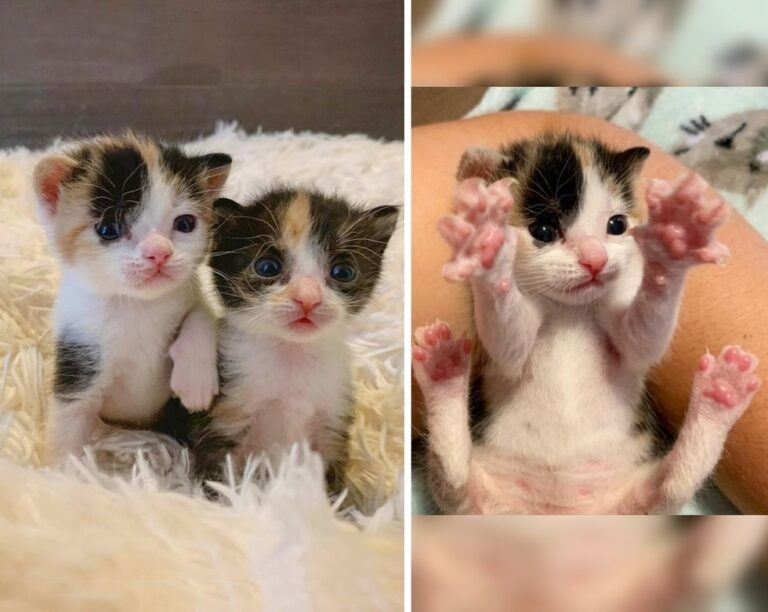 Gattini appena nati vengono salvati insieme, oggi sono inseparabili